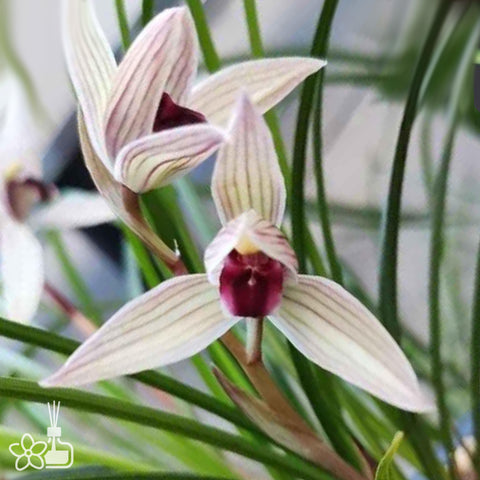 Cymbidium tortisepalum ”ER-HONG-SU“ 蓮瓣二红素