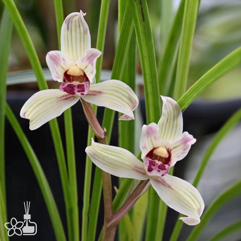 Cymbidium tortisepalum ”QIONG-JUE“ 蓮瓣邛絕