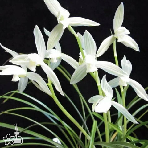 Cymbidium tortisepalum ”Xiao-Xue-SU“ 蓮瓣小雪素