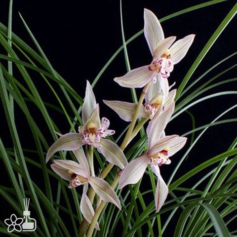 Cymbidium tortisepalum ”HUANG-JIN-HAI-AN“ 蓮瓣黃金海岸