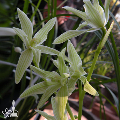 Cymbidium tortisepalum ”QI-HUA-SU“ 蓮瓣奇花素