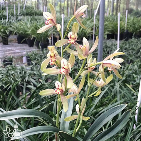 Cymbidium ensifolium “CHAN-YUE-DA-MO” 禪月達摩