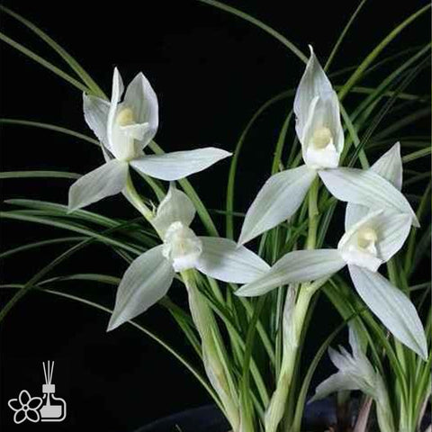 Cymbidium tortisepalum ”BING-MEI-REN“ 蓮瓣冰美人