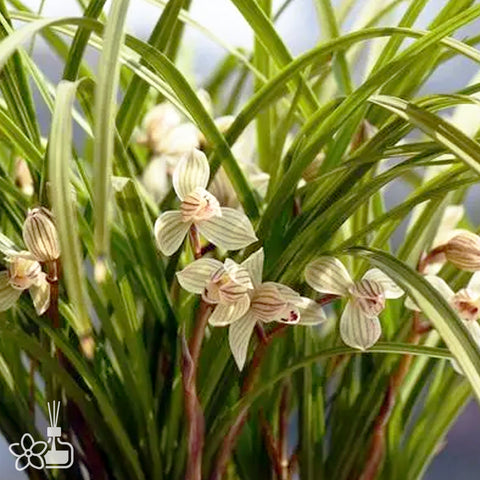 Cymbidium tortisepalum ”DANG-SHAN-HE“ 蓮瓣蕩山荷