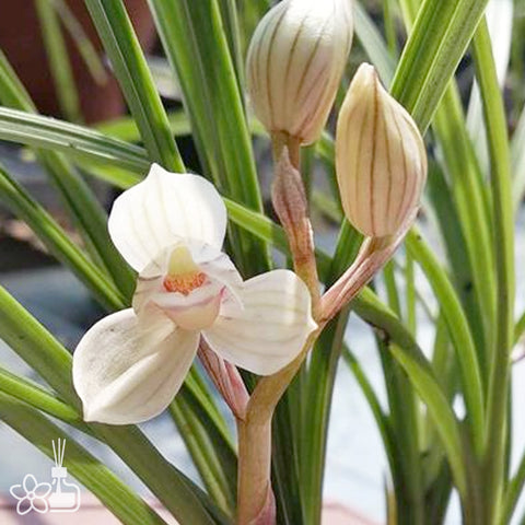Cymbidium tortisepalum ”DANG-SHAN-HE“ 蓮瓣蕩山荷