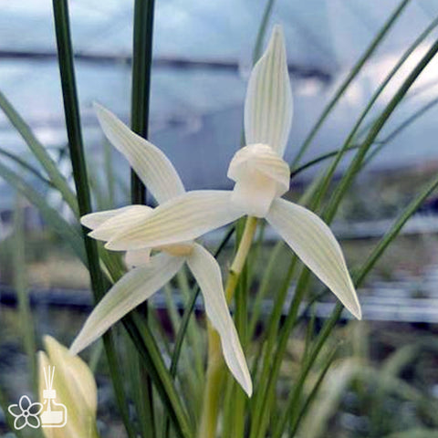Cymbidium tortisepalum ”TAI-BAI-SU“ 蓮瓣太白素