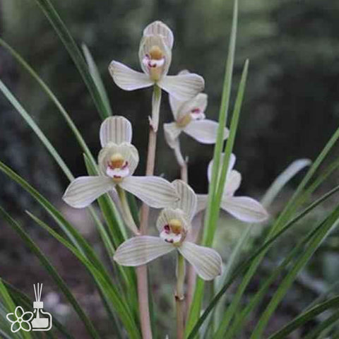 Cymbidium tortisepalum ”DIAN-CANG-MEI“ 蓮瓣點滄梅