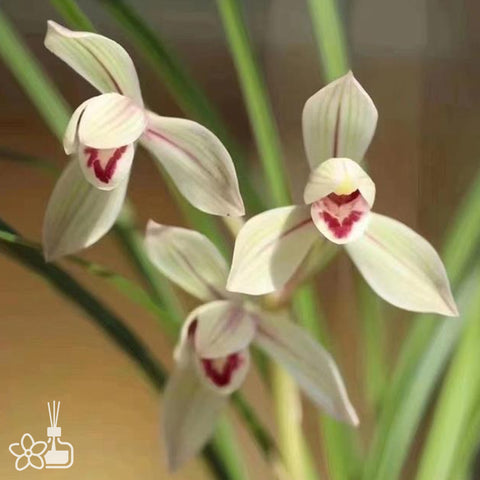 Cymbidium tortisepalum ”ZHU-SI-YU-HE“ 蓮瓣朱絲玉荷