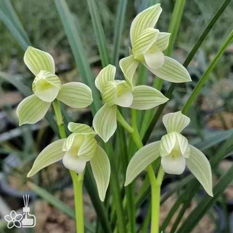 Cymbidium tortisepalum ”YUN-LONG-SU-HE“ 蓮瓣雲龍素荷