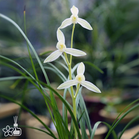 Cymbidium tortisepalum ”GAO-SHAN-LIU-YUN“ 蓮瓣高山流雲