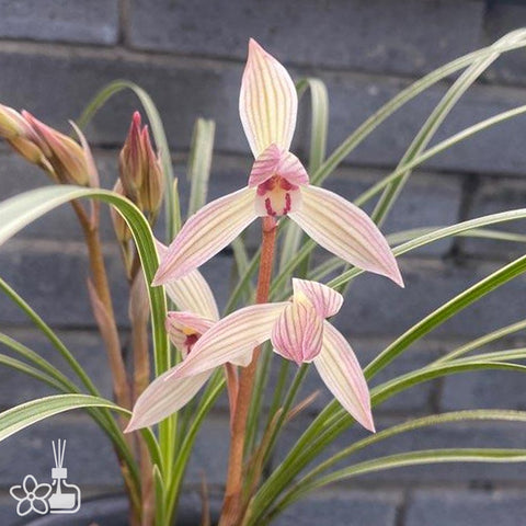 Cymbidium tortisepalum ”HUAN-SHA-NV“ 浣紗女