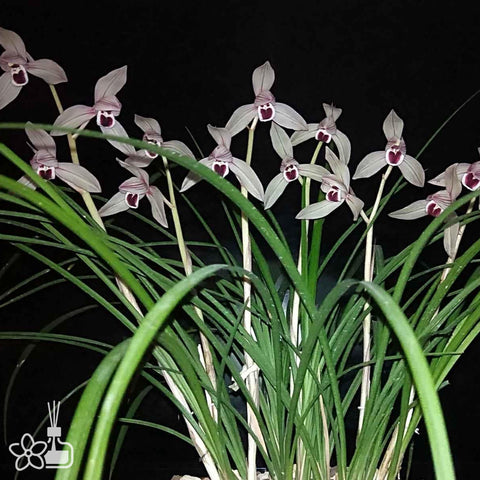 Cymbidium tortisepalum ”XIN-XIN-XIANG-YIN“ 蓮瓣心心相印