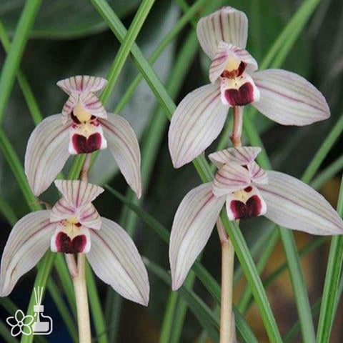 Cymbidium tortisepalum ”XIN-XIN-XIANG-YIN“ 蓮瓣心心相印