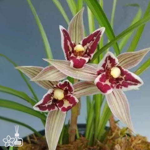 Cymbidium tortisepalum ”HONG-MAN-TIAN“ 蓮瓣紅滿天
