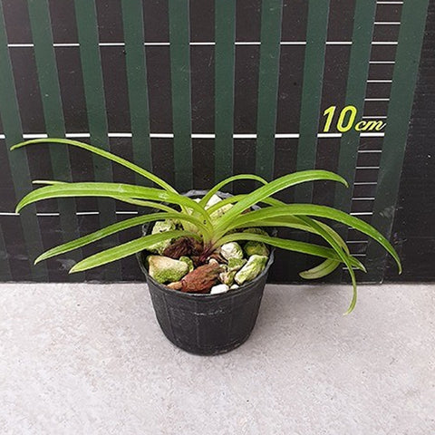 P. Mituo Reflex Dragon 'Blue -2' AM/AOS彌陀反射龍