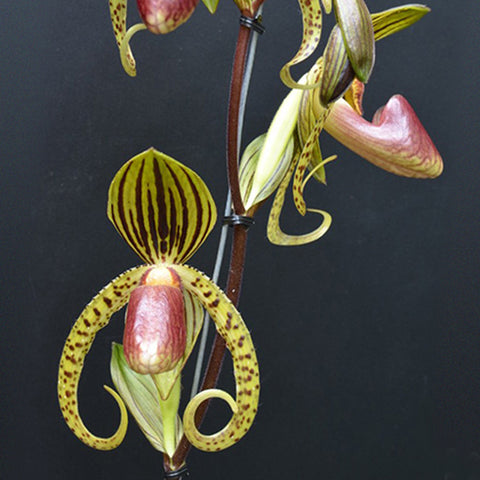 P. Mituo Reflex Dragon 'Blue -2' AM/AOS彌陀反射龍