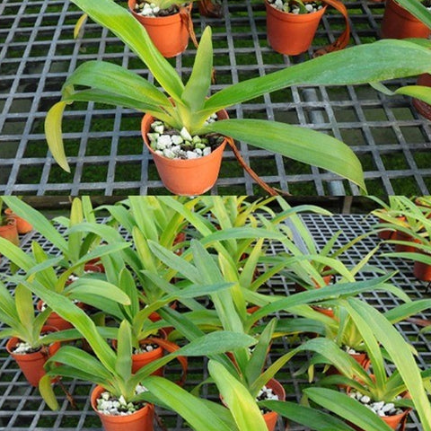 P. Mituo Reflex Dragon 'Blue -2' AM/AOS彌陀反射龍