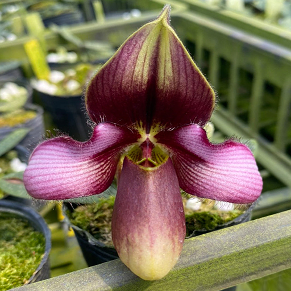 [bare Root]paph Rungsuriyanum × Sib 朗式兜蘭[oct Preorder] Orchidmart