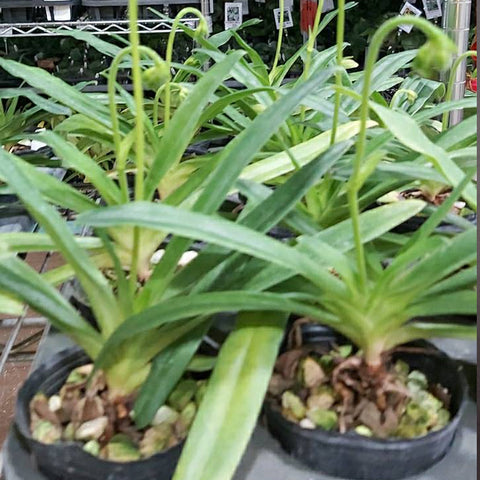 P. Mituo Reflex Dragon 'Blue -2' AM/AOS彌陀反射龍