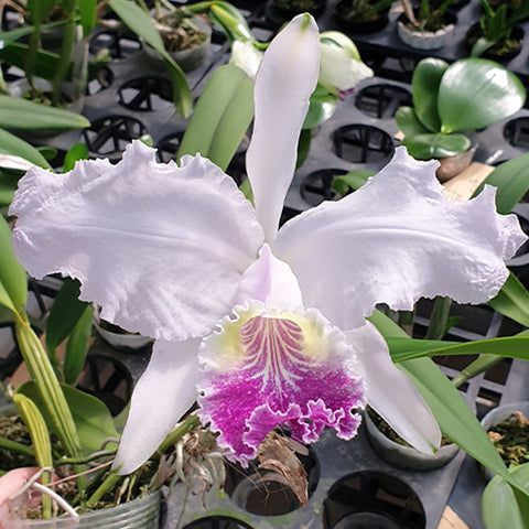 C. lueddemanniana 變種。 coerulea × sib 路德嘉德藍變種兄弟交通
