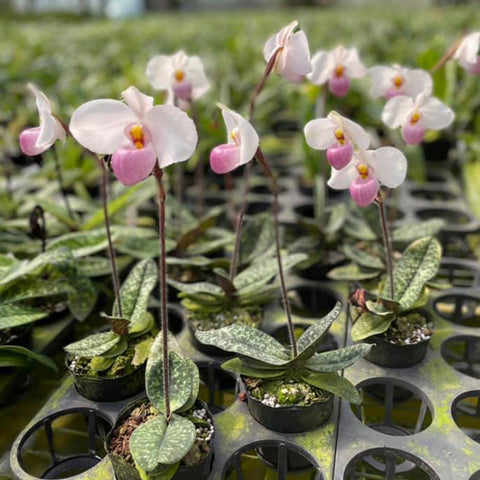 帕夫。 leucochilum × sib 尼克兄弟交