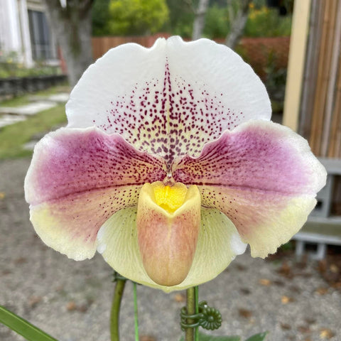 P. Mituo Reflex Dragon 'Blue -2' AM/AOS彌陀反射龍