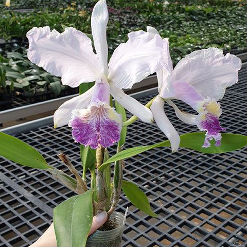 C. lueddemanniana 變種。 coerulea × sib 路德嘉德藍變種兄弟交通