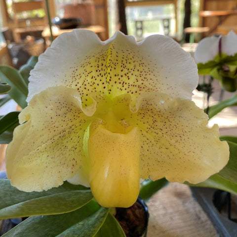 P. Mituo Reflex Dragon 'Blue -2' AM/AOS彌陀反射龍