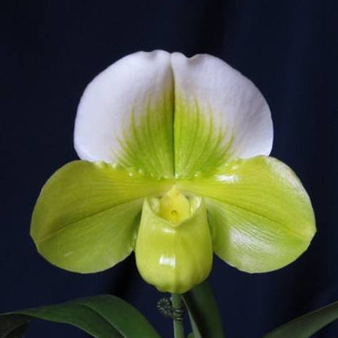 P. Mituo Reflex Dragon 'Blue -2' AM/AOS彌陀反射龍