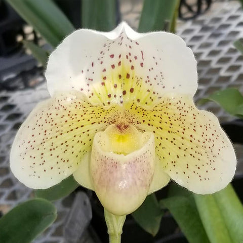 P. Mituo Reflex Dragon 'Blue -2' AM/AOS彌陀反射龍