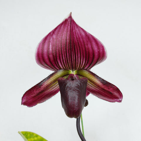 P. Mituo Reflex Dragon 'Blue -2' AM/AOS彌陀反射龍