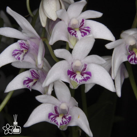 書房。 cucumerinum × sib 苦瓜石斛