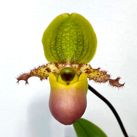 P. Mituo Reflex Dragon 'Blue -2' AM/AOS彌陀反射龍