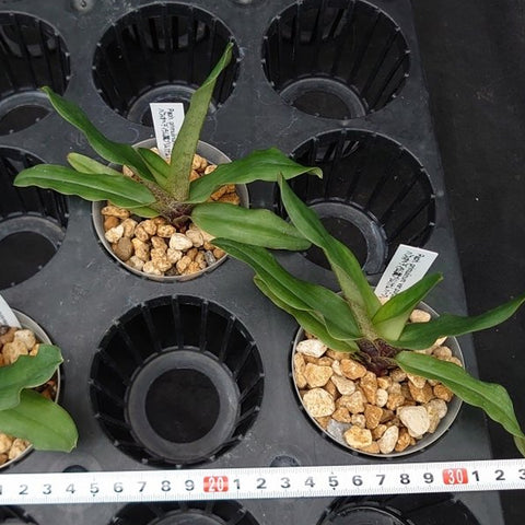 P. Mituo Reflex Dragon 'Blue -2' AM/AOS彌陀反射龍