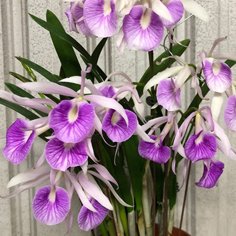 Bc. Morning Glory 'Valentine Kiss' 情人節之吻