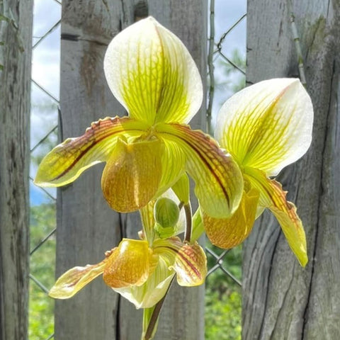 P. Mituo Reflex Dragon 'Blue -2' AM/AOS彌陀反射龍