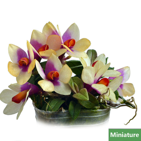 書房。 cucumerinum × sib 苦瓜石斛