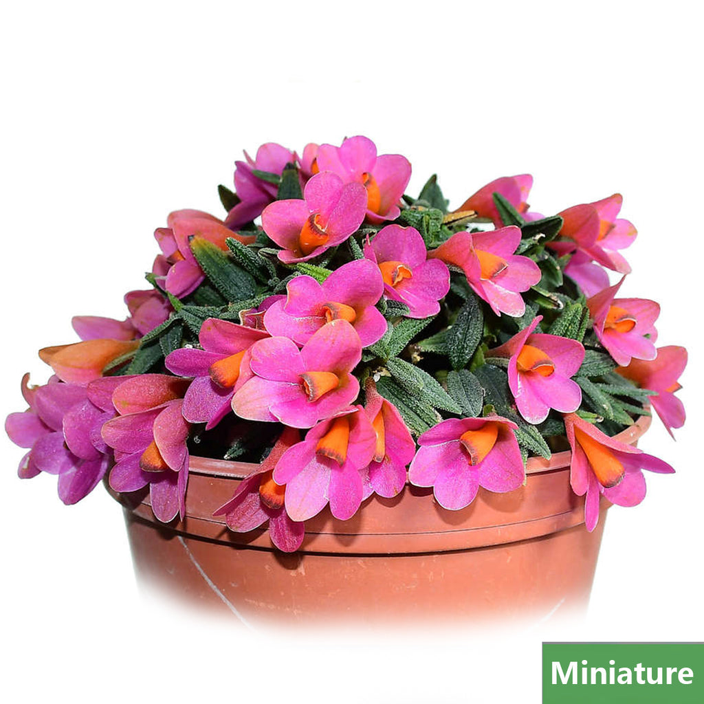 Dendrobium cuthbertsonii orange x pink – Orchidmart