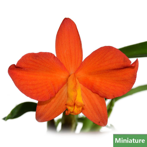 Sophronitis coccinea xanthoglossa