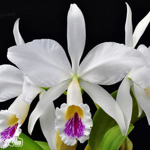 帕夫。 leucochilum × sib 尼克兄弟交