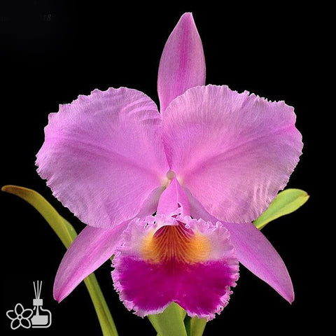 帕夫。 leucochilum × sib 尼克兄弟交