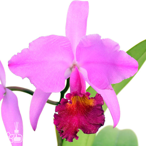 帕夫。 leucochilum × sib 尼克兄弟交