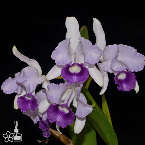 帕夫。 leucochilum × sib 尼克兄弟交