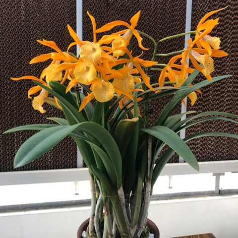 公元前。 Golden Glory 'Apollo' SM/TOGA 阿波羅