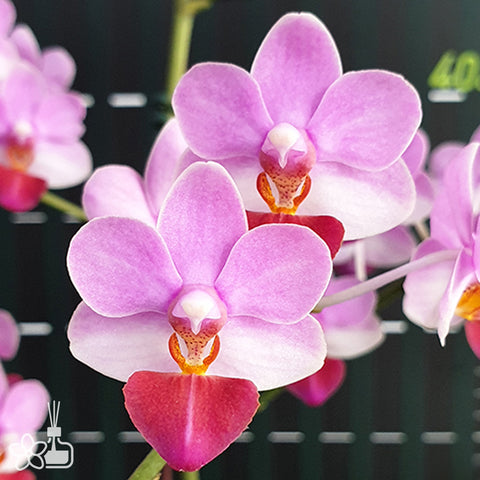 P. Mituo Reflex Dragon 'Blue -2' AM/AOS彌陀反射龍