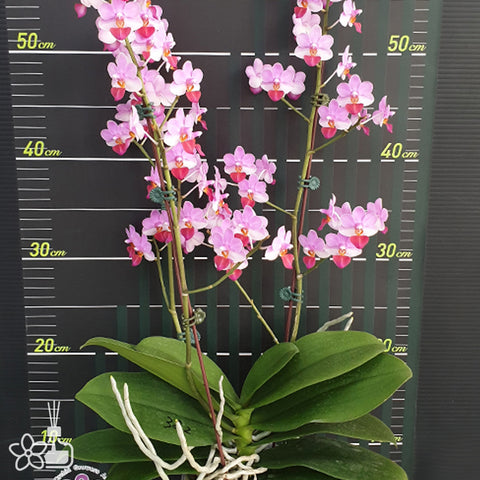 P. Mituo Reflex Dragon 'Blue -2' AM/AOS彌陀反射龍