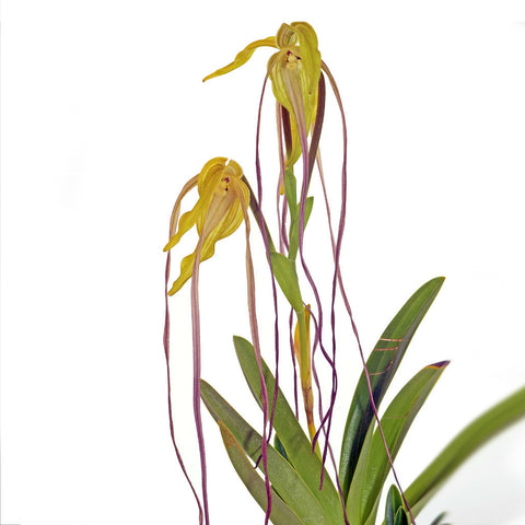書房。 cucumerinum × sib 苦瓜石斛