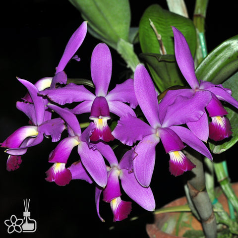 帕夫。 leucochilum × sib 尼克兄弟交