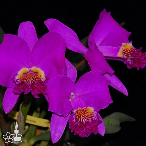 帕夫。 leucochilum × sib 尼克兄弟交