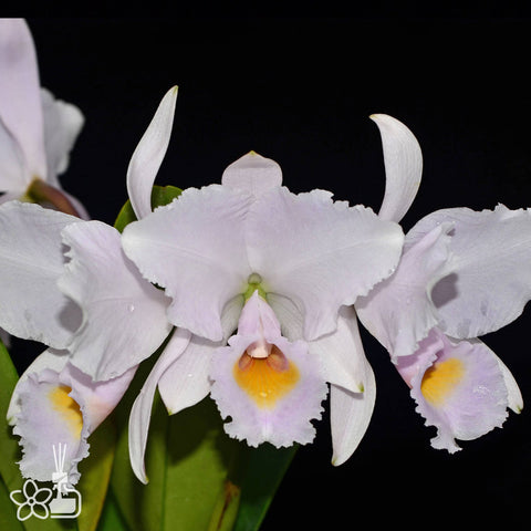 帕夫。 leucochilum × sib 尼克兄弟交